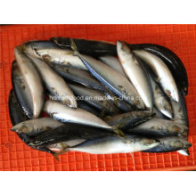 Small Specification Frozen Pacific Mackerel Fish